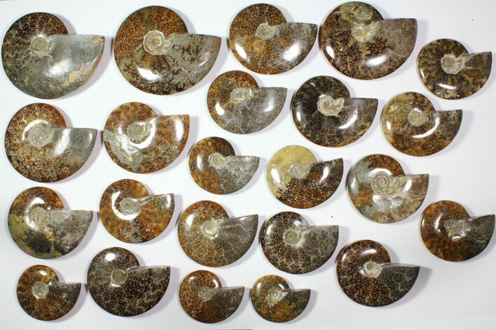 Lot: - Polished Whole Ammonite Fossils - Pieces #116625